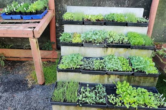 Organic Seedlings