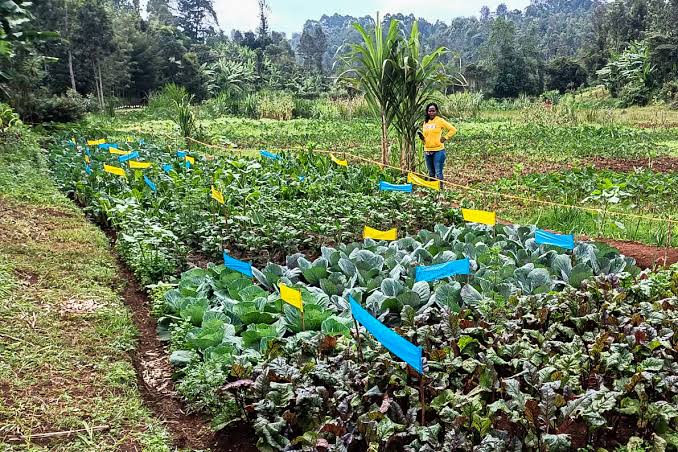Fresh Organic Vegetables